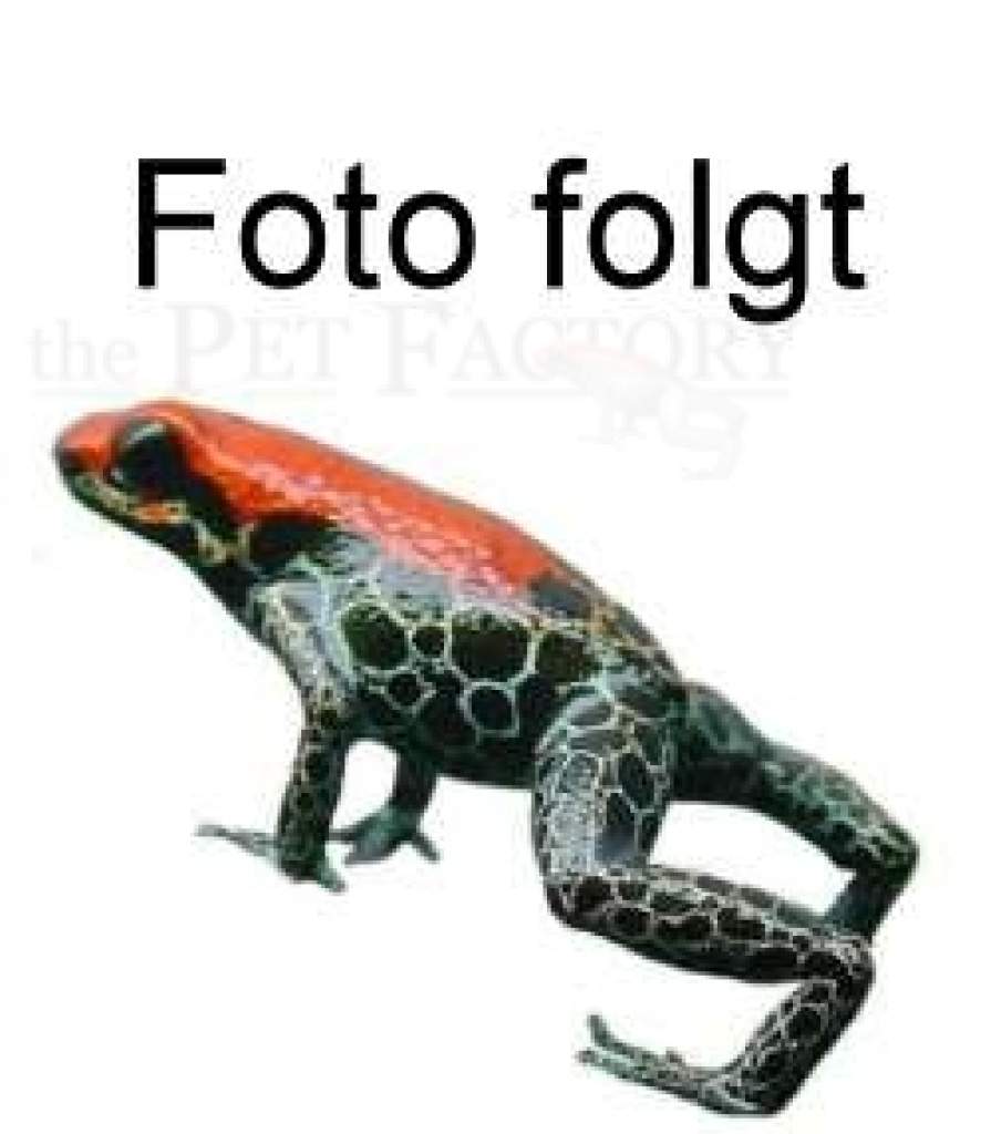 Futterpinzette Edelstahl Federstahl